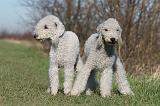 BEDLINGTON TERRIER 164